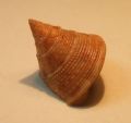 Calliostoma granulatum